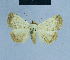  (Eublemma ochrata - BC ZSM Lep 80947)  @13 [ ] CreativeCommons - Attribution Non-Commercial Share-Alike (2014) Axel Hausmann/Bavarian State Collection of Zoology (ZSM) SNSB, Zoologische Staatssammlung Muenchen