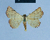  (Eublemma udzungwa - BC ZSM Lep 80948)  @13 [ ] CreativeCommons - Attribution Non-Commercial Share-Alike (2014) Axel Hausmann/Bavarian State Collection of Zoology (ZSM) SNSB, Zoologische Staatssammlung Muenchen
