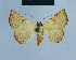  ( - BC ZSM Lep 80949)  @13 [ ] CreativeCommons - Attribution Non-Commercial Share-Alike (2014) Axel Hausmann/Bavarian State Collection of Zoology (ZSM) SNSB, Zoologische Staatssammlung Muenchen