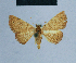  (Eublemma erythrata - BC ZSM Lep 80950)  @13 [ ] CreativeCommons - Attribution Non-Commercial Share-Alike (2014) Axel Hausmann/Bavarian State Collection of Zoology (ZSM) SNSB, Zoologische Staatssammlung Muenchen