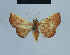  ( - BC ZSM Lep 80951)  @12 [ ] CreativeCommons - Attribution Non-Commercial Share-Alike (2014) Axel Hausmann/Bavarian State Collection of Zoology (ZSM) SNSB, Zoologische Staatssammlung Muenchen