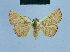  ( - BC ZSM Lep 80952)  @11 [ ] CreativeCommons - Attribution Non-Commercial Share-Alike (2014) Axel Hausmann/Bavarian State Collection of Zoology (ZSM) SNSB, Zoologische Staatssammlung Muenchen