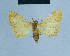  (Eublemma HH01 - BC ZSM Lep 80953)  @11 [ ] CreativeCommons - Attribution Non-Commercial Share-Alike (2014) Axel Hausmann/Bavarian State Collection of Zoology (ZSM) SNSB, Zoologische Staatssammlung Muenchen