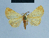  ( - BC ZSM Lep 80954)  @11 [ ] CreativeCommons - Attribution Non-Commercial Share-Alike (2014) Axel Hausmann/Bavarian State Collection of Zoology (ZSM) SNSB, Zoologische Staatssammlung Muenchen