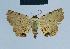 (Eublemma commoda - BC ZSM Lep 80957)  @13 [ ] CreativeCommons - Attribution Non-Commercial Share-Alike (2014) Axel Hausmann/Bavarian State Collection of Zoology (ZSM) SNSB, Zoologische Staatssammlung Muenchen