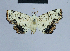  (Eublemma HH02 - BC ZSM Lep 80959)  @13 [ ] CreativeCommons - Attribution Non-Commercial Share-Alike (2014) Axel Hausmann/Bavarian State Collection of Zoology (ZSM) SNSB, Zoologische Staatssammlung Muenchen