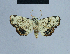  ( - BC ZSM Lep 80960)  @13 [ ] CreativeCommons - Attribution Non-Commercial Share-Alike (2014) Axel Hausmann/Bavarian State Collection of Zoology (ZSM) SNSB, Zoologische Staatssammlung Muenchen