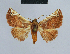  (Eublemma rubra - BC ZSM Lep 80961)  @14 [ ] CreativeCommons - Attribution Non-Commercial Share-Alike (2014) Axel Hausmann/Bavarian State Collection of Zoology (ZSM) SNSB, Zoologische Staatssammlung Muenchen