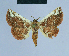  ( - BC ZSM Lep 80962)  @13 [ ] CreativeCommons - Attribution Non-Commercial Share-Alike (2014) Axel Hausmann/Bavarian State Collection of Zoology (ZSM) SNSB, Zoologische Staatssammlung Muenchen