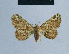  (Eublemma rubrina - BC ZSM Lep 80963)  @11 [ ] CreativeCommons - Attribution Non-Commercial Share-Alike (2014) Axel Hausmann/Bavarian State Collection of Zoology (ZSM) SNSB, Zoologische Staatssammlung Muenchen