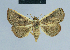  (Eublemma albifascia - BC ZSM Lep 80965)  @14 [ ] CreativeCommons - Attribution Non-Commercial Share-Alike (2014) Axel Hausmann/Bavarian State Collection of Zoology (ZSM) SNSB, Zoologische Staatssammlung Muenchen