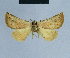  (Eublemma dubia - BC ZSM Lep 80966)  @11 [ ] CreativeCommons - Attribution Non-Commercial Share-Alike (2014) Axel Hausmann/Bavarian State Collection of Zoology (ZSM) SNSB, Zoologische Staatssammlung Muenchen