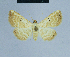  (Eublemma cariosa - BC ZSM Lep 80967)  @11 [ ] CreativeCommons - Attribution Non-Commercial Share-Alike (2014) Axel Hausmann/Bavarian State Collection of Zoology (ZSM) SNSB, Zoologische Staatssammlung Muenchen