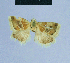  (Eublemma zahiriana - BC ZSM Lep 80986)  @12 [ ] CreativeCommons - Attribution Non-Commercial Share-Alike (2014) Axel Hausmann/Bavarian State Collection of Zoology (ZSM) SNSB, Zoologische Staatssammlung Muenchen