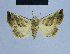  ( - BC ZSM Lep 80987)  @14 [ ] CreativeCommons - Attribution Non-Commercial Share-Alike (2014) Axel Hausmann/Bavarian State Collection of Zoology (ZSM) SNSB, Zoologische Staatssammlung Muenchen