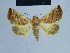  ( - BC ZSM Lep 80988)  @11 [ ] CreativeCommons - Attribution Non-Commercial Share-Alike (2014) Axel Hausmann/Bavarian State Collection of Zoology (ZSM) SNSB, Zoologische Staatssammlung Muenchen