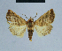  ( - BC ZSM Lep 80989)  @11 [ ] CreativeCommons - Attribution Non-Commercial Share-Alike (2014) Axel Hausmann/Bavarian State Collection of Zoology (ZSM) SNSB, Zoologische Staatssammlung Muenchen