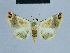  (Eublemma HH03 - BC ZSM Lep 80990)  @13 [ ] CreativeCommons - Attribution Non-Commercial Share-Alike (2014) Axel Hausmann/Bavarian State Collection of Zoology (ZSM) SNSB, Zoologische Staatssammlung Muenchen
