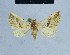  ( - BC ZSM Lep 80992)  @11 [ ] CreativeCommons - Attribution Non-Commercial Share-Alike (2014) Axel Hausmann/Bavarian State Collection of Zoology (ZSM) SNSB, Zoologische Staatssammlung Muenchen