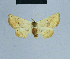  (Eublemma HH04 - BC ZSM Lep 80993)  @13 [ ] CreativeCommons - Attribution Non-Commercial Share-Alike (2014) Axel Hausmann/Bavarian State Collection of Zoology (ZSM) SNSB, Zoologische Staatssammlung Muenchen
