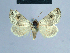  ( - BC ZSM Lep 81009)  @11 [ ] CreativeCommons - Attribution Non-Commercial Share-Alike (2014) Axel Hausmann/Bavarian State Collection of Zoology (ZSM) SNSB, Zoologische Staatssammlung Muenchen