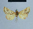  ( - BC ZSM Lep 81010)  @11 [ ] CreativeCommons - Attribution Non-Commercial Share-Alike (2014) Axel Hausmann/Bavarian State Collection of Zoology (ZSM) SNSB, Zoologische Staatssammlung Muenchen