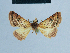  (Eublemma plectoversa - BC ZSM Lep 81011)  @12 [ ] CreativeCommons - Attribution Non-Commercial Share-Alike (2014) Axel Hausmann/Bavarian State Collection of Zoology (ZSM) SNSB, Zoologische Staatssammlung Muenchen