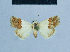  ( - BC ZSM Lep 81012)  @13 [ ] CreativeCommons - Attribution Non-Commercial Share-Alike (2014) Axel Hausmann/Bavarian State Collection of Zoology (ZSM) SNSB, Zoologische Staatssammlung Muenchen