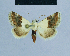  (Eublemma seminivea - BC ZSM Lep 81013)  @14 [ ] CreativeCommons - Attribution Non-Commercial Share-Alike (2014) Axel Hausmann/Bavarian State Collection of Zoology (ZSM) SNSB, Zoologische Staatssammlung Muenchen