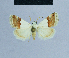  ( - BC ZSM Lep 81014)  @13 [ ] CreativeCommons - Attribution Non-Commercial Share-Alike (2014) Axel Hausmann/Bavarian State Collection of Zoology (ZSM) SNSB, Zoologische Staatssammlung Muenchen