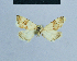  ( - BC ZSM Lep 81015)  @12 [ ] CreativeCommons - Attribution Non-Commercial Share-Alike (2014) Axel Hausmann/Bavarian State Collection of Zoology (ZSM) SNSB, Zoologische Staatssammlung Muenchen