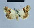 (Eublemma hemichiona - BC ZSM Lep 81016)  @13 [ ] CreativeCommons - Attribution Non-Commercial Share-Alike (2014) Axel Hausmann/Bavarian State Collection of Zoology (ZSM) SNSB, Zoologische Staatssammlung Muenchen