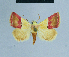  ( - BC ZSM Lep 81021)  @11 [ ] CreativeCommons - Attribution Non-Commercial Share-Alike (2014) Axel Hausmann/Bavarian State Collection of Zoology (ZSM) SNSB, Zoologische Staatssammlung Muenchen
