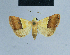  ( - BC ZSM Lep 81022)  @13 [ ] CreativeCommons - Attribution Non-Commercial Share-Alike (2014) Axel Hausmann/Bavarian State Collection of Zoology (ZSM) SNSB, Zoologische Staatssammlung Muenchen
