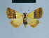 ( - BC ZSM Lep 81023)  @13 [ ] CreativeCommons - Attribution Non-Commercial Share-Alike (2014) Axel Hausmann/Bavarian State Collection of Zoology (ZSM) SNSB, Zoologische Staatssammlung Muenchen