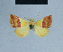  ( - BC ZSM Lep 81024)  @12 [ ] CreativeCommons - Attribution Non-Commercial Share-Alike (2014) Axel Hausmann/Bavarian State Collection of Zoology (ZSM) SNSB, Zoologische Staatssammlung Muenchen