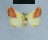  ( - BC ZSM Lep 81025)  @11 [ ] CreativeCommons - Attribution Non-Commercial Share-Alike (2014) Axel Hausmann/Bavarian State Collection of Zoology (ZSM) SNSB, Zoologische Staatssammlung Muenchen