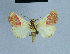 ( - BC ZSM Lep 81026)  @11 [ ] CreativeCommons - Attribution Non-Commercial Share-Alike (2014) Axel Hausmann/Bavarian State Collection of Zoology (ZSM) SNSB, Zoologische Staatssammlung Muenchen