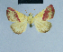  ( - BC ZSM Lep 81027)  @12 [ ] CreativeCommons - Attribution Non-Commercial Share-Alike (2014) Axel Hausmann/Bavarian State Collection of Zoology (ZSM) SNSB, Zoologische Staatssammlung Muenchen