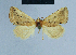  (Eublemma HH05 - BC ZSM Lep 81028)  @11 [ ] CreativeCommons - Attribution Non-Commercial Share-Alike (2014) Axel Hausmann/Bavarian State Collection of Zoology (ZSM) SNSB, Zoologische Staatssammlung Muenchen