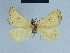  (Eublemma psamathea - BC ZSM Lep 81029)  @11 [ ] CreativeCommons - Attribution Non-Commercial Share-Alike (2014) Axel Hausmann/Bavarian State Collection of Zoology (ZSM) SNSB, Zoologische Staatssammlung Muenchen