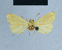  (Eublemma HH06 - BC ZSM Lep 81030)  @11 [ ] CreativeCommons - Attribution Non-Commercial Share-Alike (2014) Axel Hausmann/Bavarian State Collection of Zoology (ZSM) SNSB, Zoologische Staatssammlung Muenchen