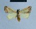  ( - BC ZSM Lep 81031)  @12 [ ] CreativeCommons - Attribution Non-Commercial Share-Alike (2014) Axel Hausmann/Bavarian State Collection of Zoology (ZSM) SNSB, Zoologische Staatssammlung Muenchen