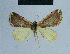  ( - BC ZSM Lep 81032)  @11 [ ] CreativeCommons - Attribution Non-Commercial Share-Alike (2014) Axel Hausmann/Bavarian State Collection of Zoology (ZSM) SNSB, Zoologische Staatssammlung Muenchen