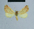  ( - BC ZSM Lep 81033)  @12 [ ] CreativeCommons - Attribution Non-Commercial Share-Alike (2014) Axel Hausmann/Bavarian State Collection of Zoology (ZSM) SNSB, Zoologische Staatssammlung Muenchen