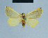  ( - BC ZSM Lep 81034)  @13 [ ] CreativeCommons - Attribution Non-Commercial Share-Alike (2014) Axel Hausmann/Bavarian State Collection of Zoology (ZSM) SNSB, Zoologische Staatssammlung Muenchen