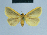  ( - BC ZSM Lep 81035)  @13 [ ] CreativeCommons - Attribution Non-Commercial Share-Alike (2014) Axel Hausmann/Bavarian State Collection of Zoology (ZSM) SNSB, Zoologische Staatssammlung Muenchen