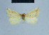  ( - BC ZSM Lep 81036)  @11 [ ] CreativeCommons - Attribution Non-Commercial Share-Alike (2014) Axel Hausmann/Bavarian State Collection of Zoology (ZSM) SNSB, Zoologische Staatssammlung Muenchen