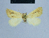  ( - BC ZSM Lep 81037)  @11 [ ] CreativeCommons - Attribution Non-Commercial Share-Alike (2014) Axel Hausmann/Bavarian State Collection of Zoology (ZSM) SNSB, Zoologische Staatssammlung Muenchen