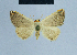  (Eublemma bilineata - BC ZSM Lep 81038)  @11 [ ] CreativeCommons - Attribution Non-Commercial Share-Alike (2014) Axel Hausmann/Bavarian State Collection of Zoology (ZSM) SNSB, Zoologische Staatssammlung Muenchen